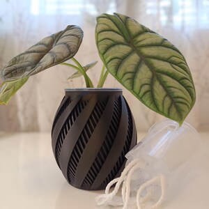 May include: A potted Alocasia plant with large, textured green leaves. The plant is in a black, spiral-patterned pot. A clear plastic container with white string is next to the pot. The plant is on a white surface.