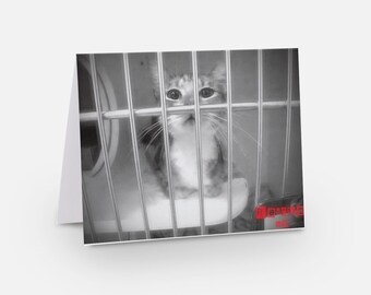 Rescue Me Cat Shelter Cat Note Cards; Set of Four Rescue Cats Note Cards; Cat Note Cards