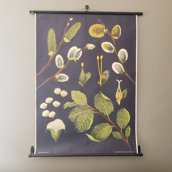 Authentic Mid Century Botany Print - Willow (Salix caprea) - Pull Down School Chart - Jung Koch Quentell