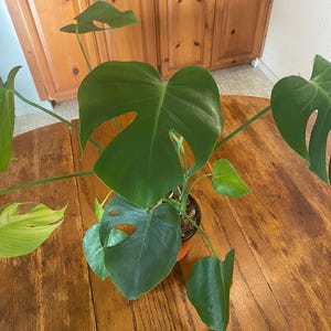 May include: A potted Monstera plant with large, green leaves. The plant is sitting on a wooden table.