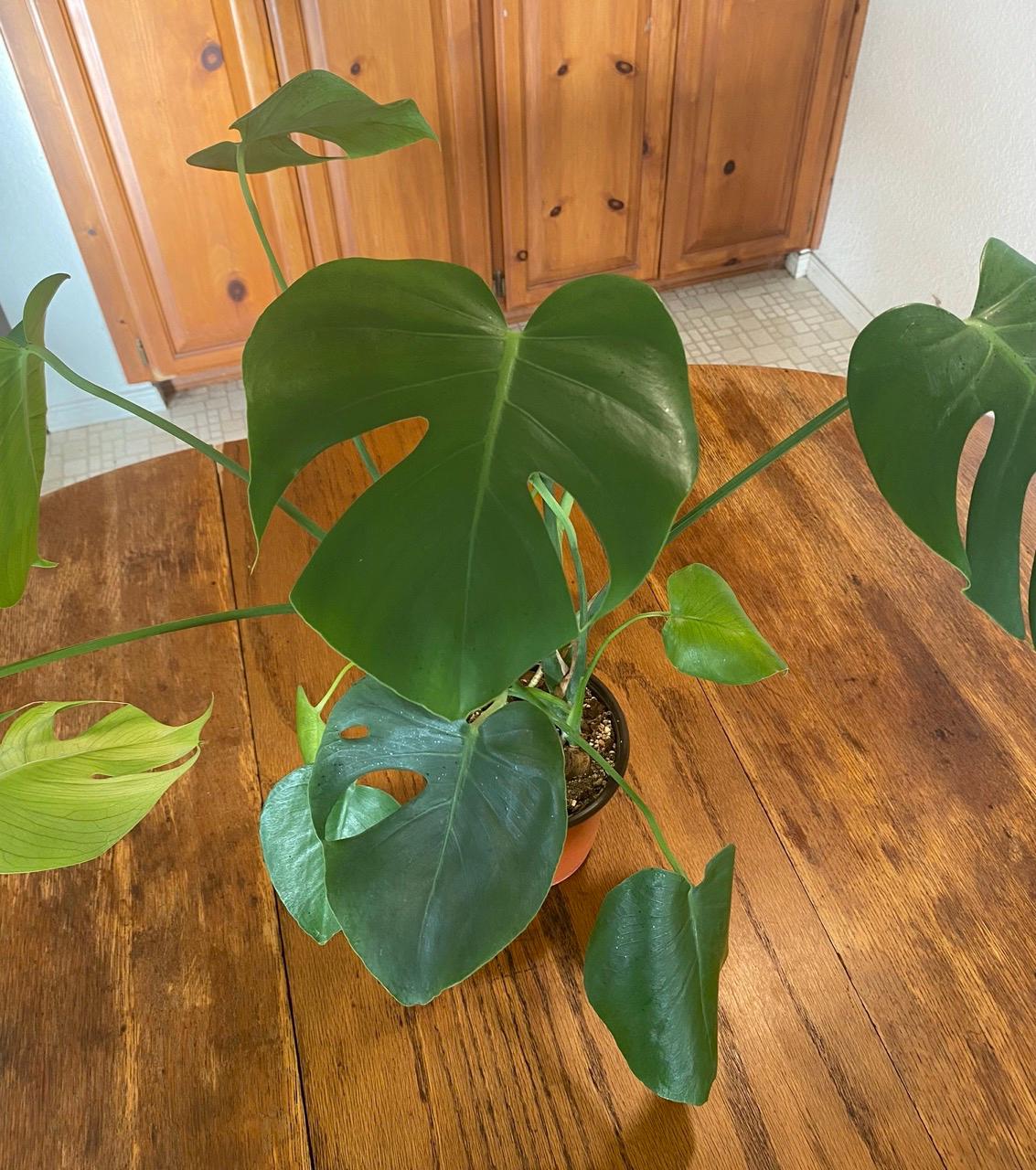 Monstera Borsigiana - Etsy