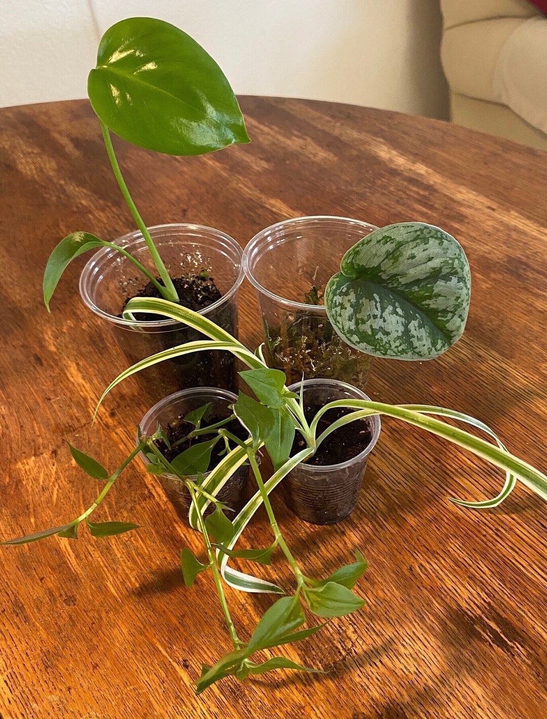 4 Starter Houseplants Monstera Deliciosa, Tradescantia 'lavender