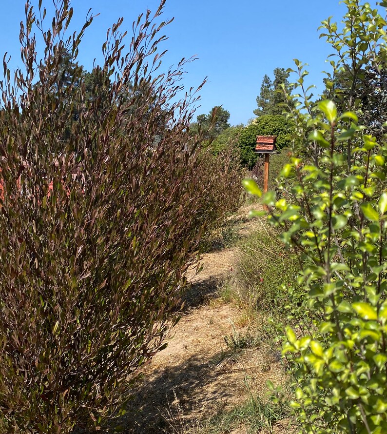 Purple Hopseed Plants Outdoor Plants Fastgrowing Etsy