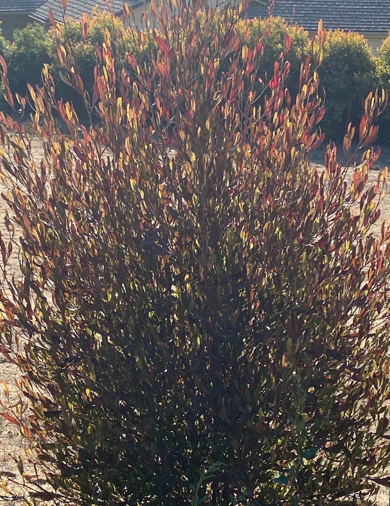 Purple Hopseed Plants Outdoor Plants Fastgrowing Etsy