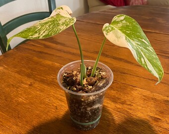 Albo Monstera plant fully rooted in 6 inch container