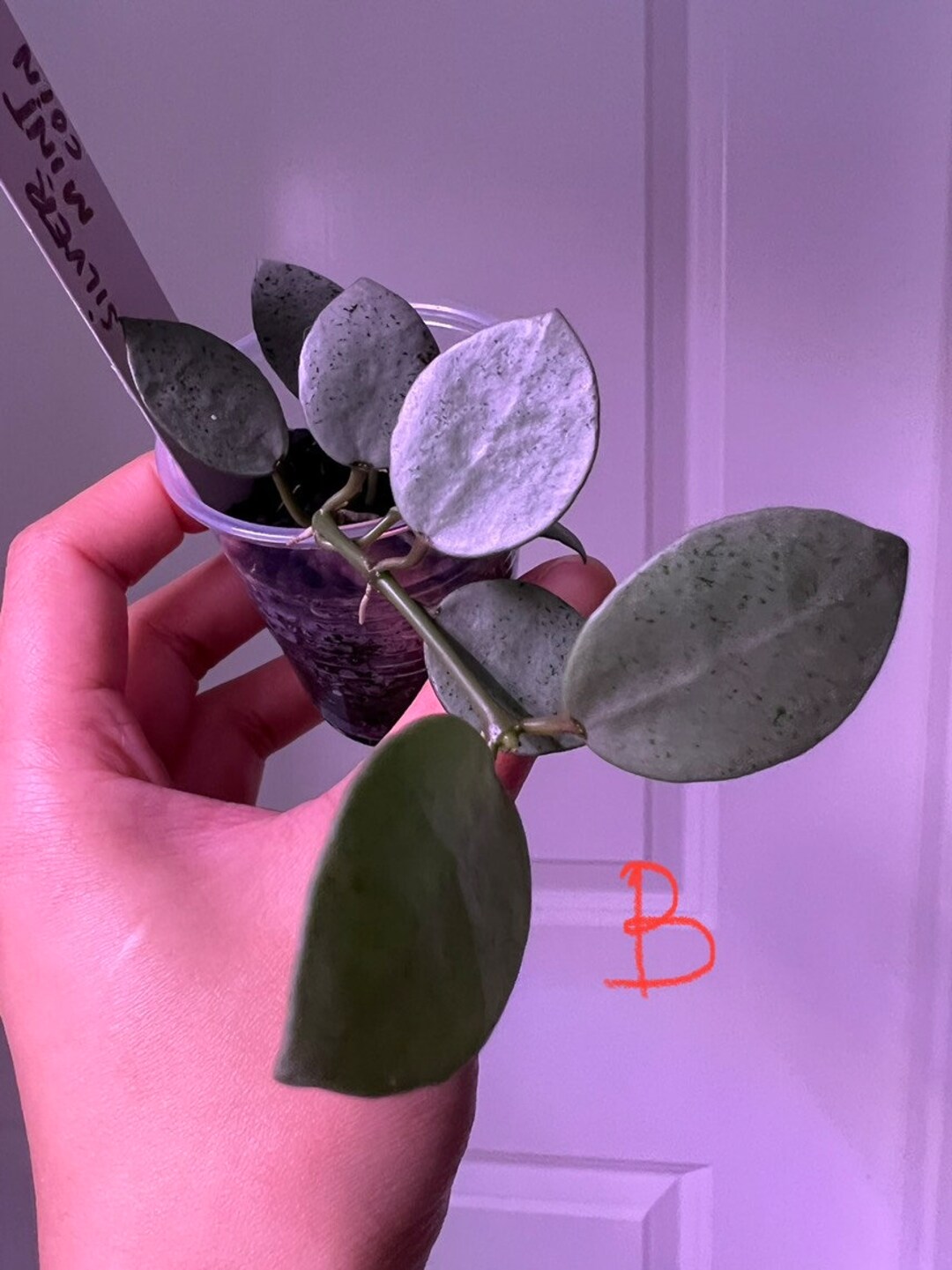 Hoya Lacunosa Silver Mint Coin Etsy