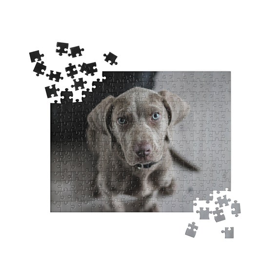 weimaraner jigsaw puzzle