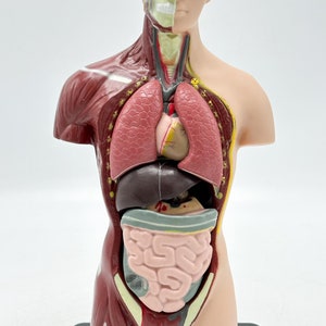 Le corps humain - modèle d'anatomie du crâne, numéroté (3 parties)
