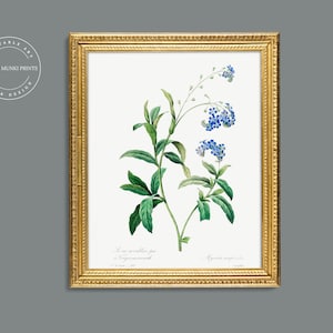 Forget me Not Vintage Hand Drawn Illustration - 1759 - 1840 | DIGITAL DOWNLOAD PRINT | 189 | Printable Wall Art Decor |