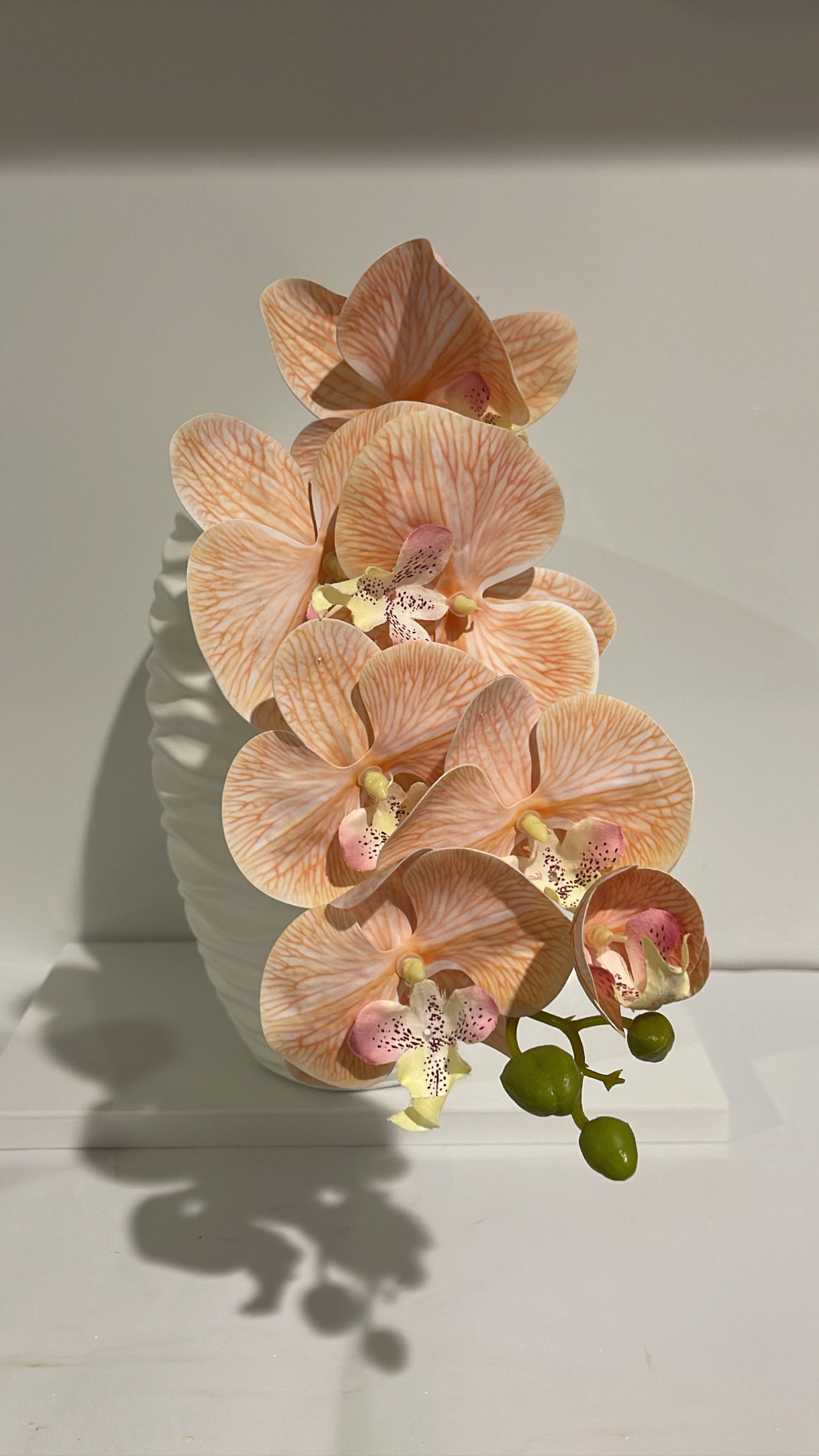 胡蝶蘭（蒸し）7～9輪 - Etsy 日本