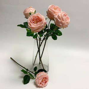 Real touch David Austin Rose