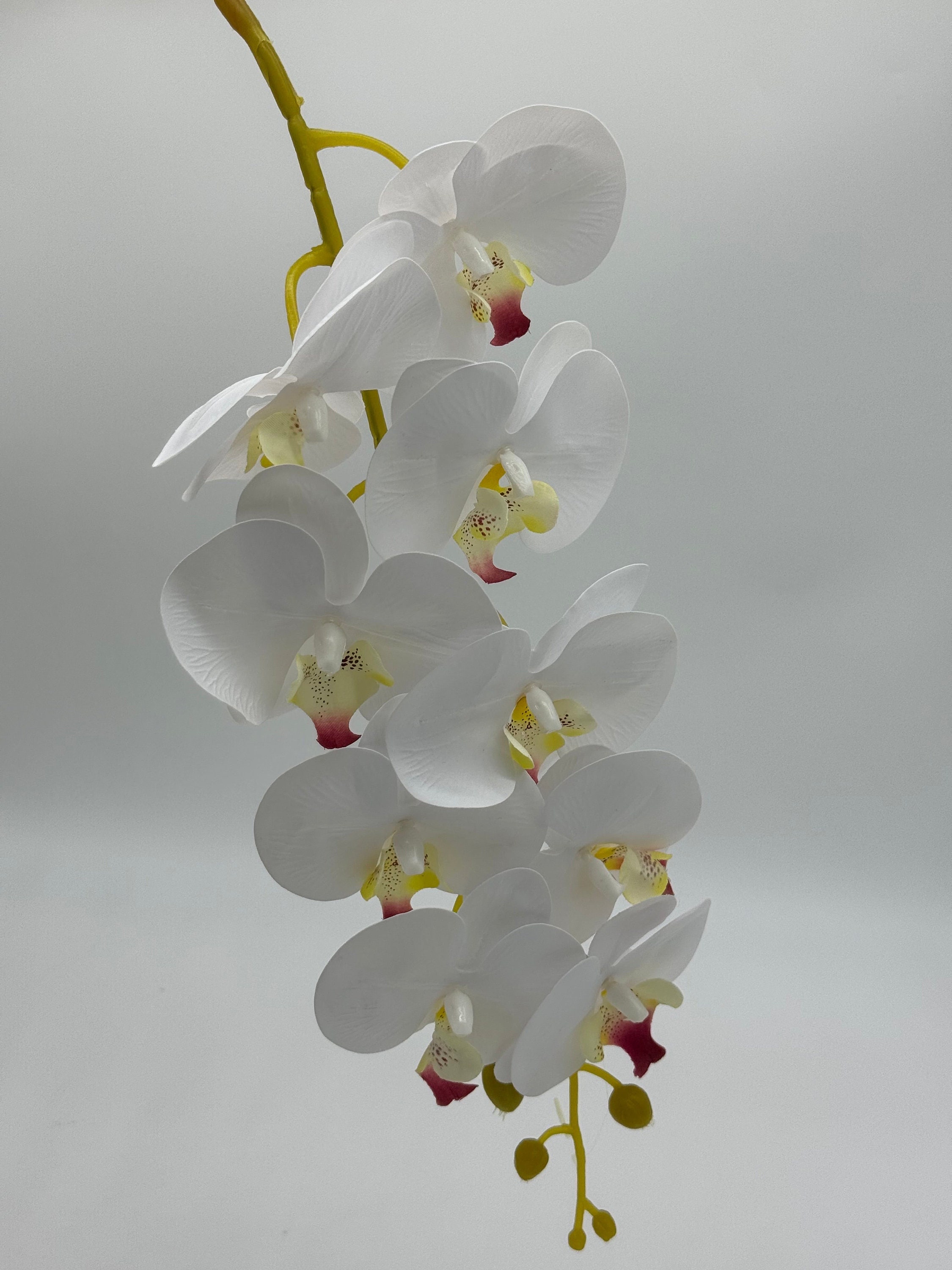 胡蝶蘭（蒸し）7～9輪 - Etsy 日本