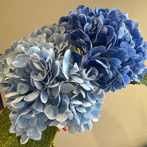 May include: Two bunches of blue hydrangea flowers with green leaves.