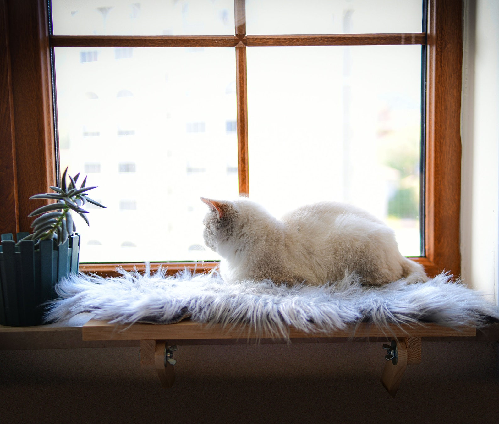 Cat Window Perch No Tools No Screws No Drill Needed Etsy