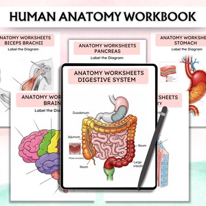 Może przedstawiać: Cyfrowy zeszyt ćwiczeń z anatomii człowieka z arkuszami ćwiczeń dotyczącymi bicepsu ramienia, trzustki, układu pokarmowego, m&oacute;zgu i żołądka. Zeszyt zawiera diagramy z etykietami.