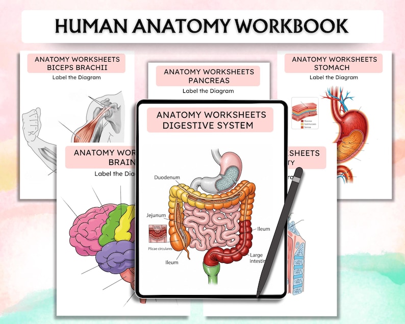 Może przedstawiać: Cyfrowy zeszyt ćwiczeń z anatomii człowieka z arkuszami ćwiczeń dotyczącymi bicepsu ramienia, trzustki, układu pokarmowego, m&oacute;zgu i żołądka. Zeszyt zawiera diagramy z etykietami.