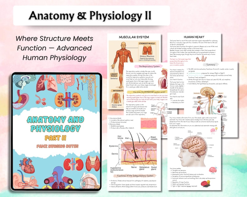 Może przedstawiać: Cyfrowy tablet wyświetlający "Anatomy & Physiology II" ze szczeg&oacute;łowymi diagramami anatomii człowieka. Towarzyszące strony pokazują układy mięśniowy, oddechowy i powłokowy oraz ludzkie serce. Tekst zawiera "Where Structure Meets Function - Advanced Human Physiology."