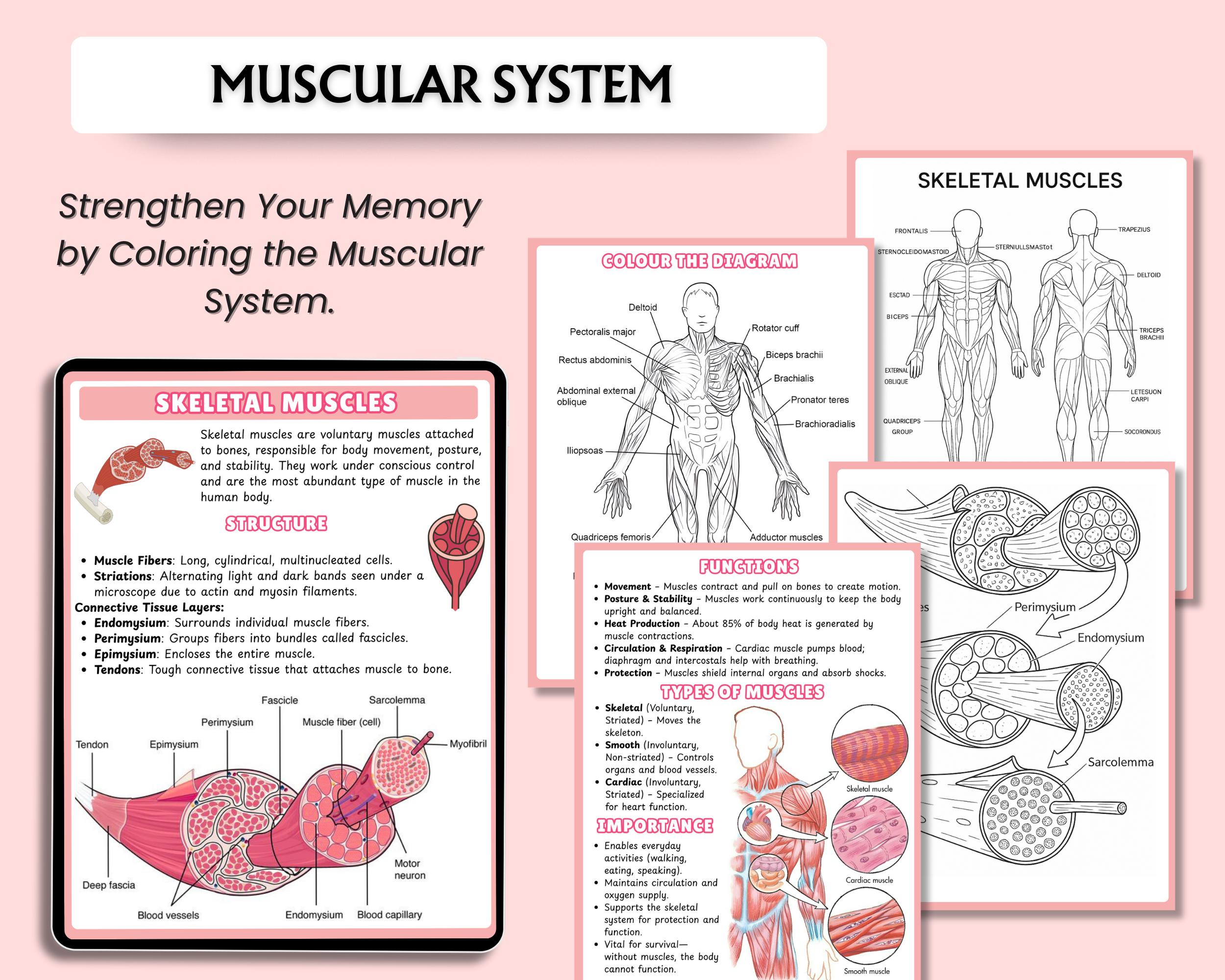 500+ Human Anatomy Coloring Book Bundle | Anatomy Study Guide | Anatomy ...