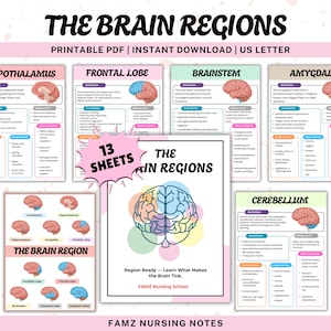 The Brain Regions Cheat Sheet | Brain Anatomy | Human Brain | Brain Parts | Neuropsychology Worksheets | Neuroscience | Nervous System