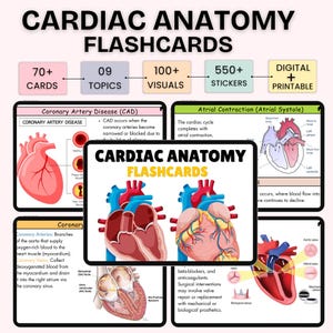 Cardiac Anatomy Flashcards | Nursing Notes | Digital + Printable
