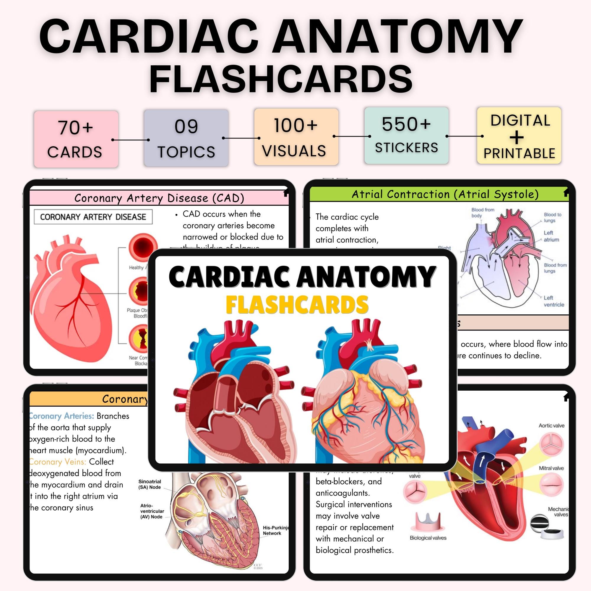 Cardiac Anatomy Flashcards | Nursing Notes | Digital + Printable