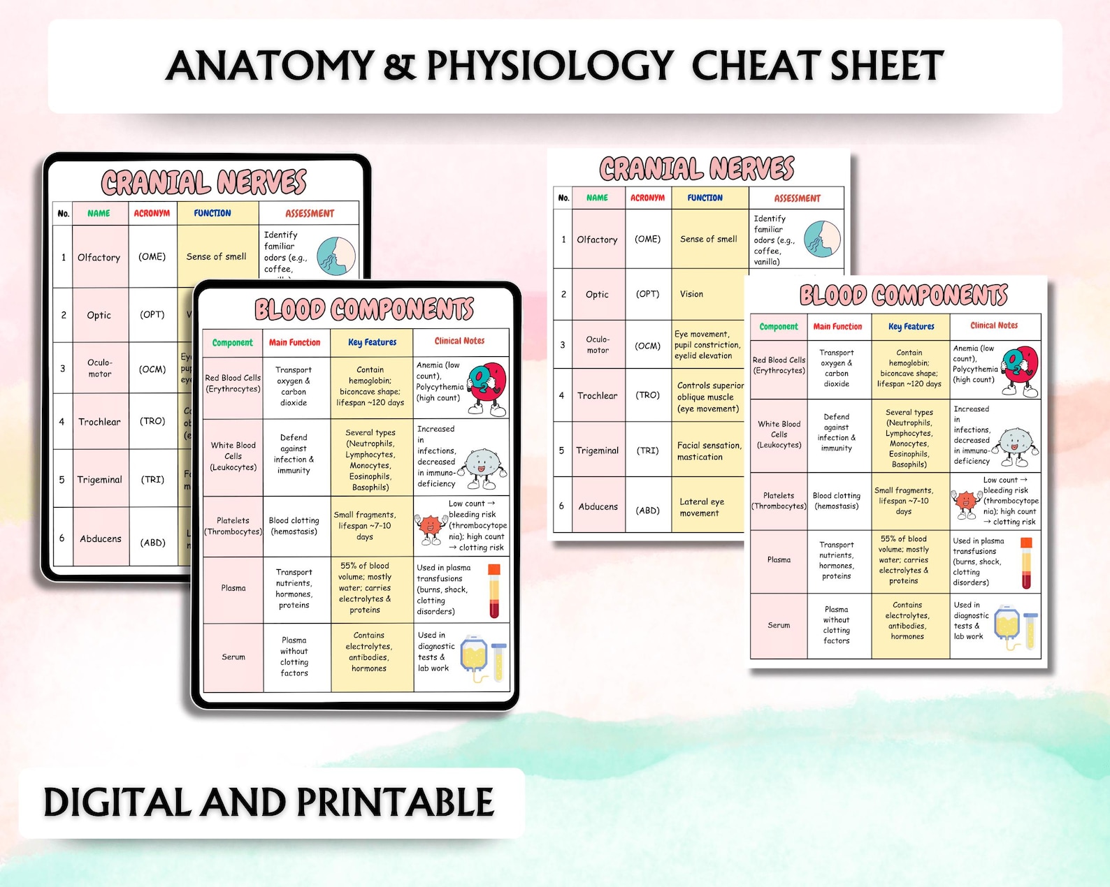 Anatomy and Physiology I & II Mega Bundle | Human Anatomy | Nursing ...