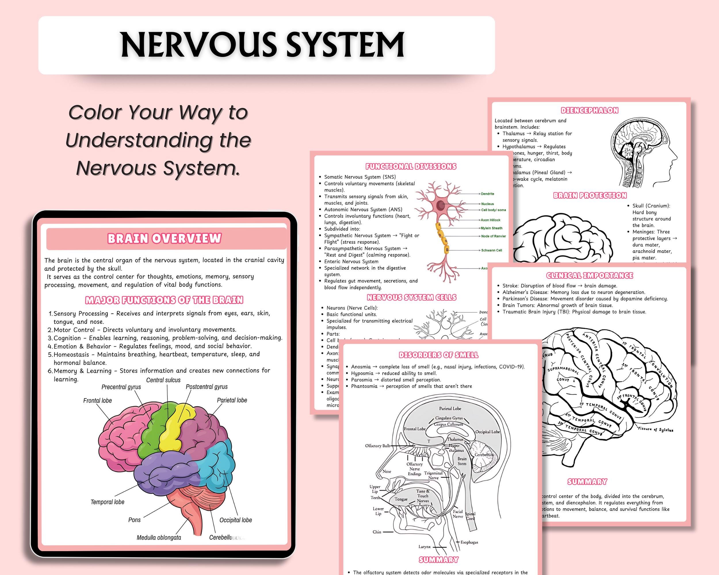 500+ Human Anatomy Coloring Book Bundle | Anatomy Study Guide | Anatomy ...