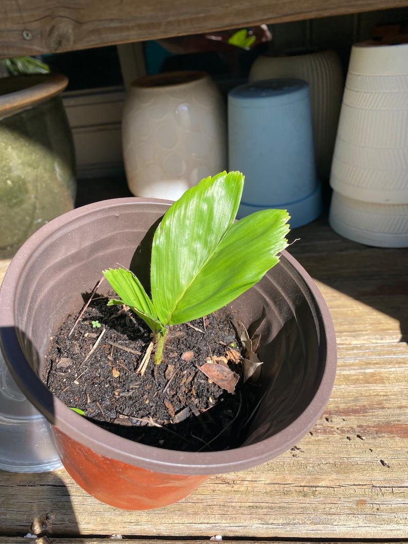 Rare Baby Palm Tree Etsy