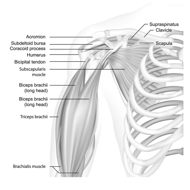 55 Muscles Anatomy Digital Printable Designs - Anatomy Images ...