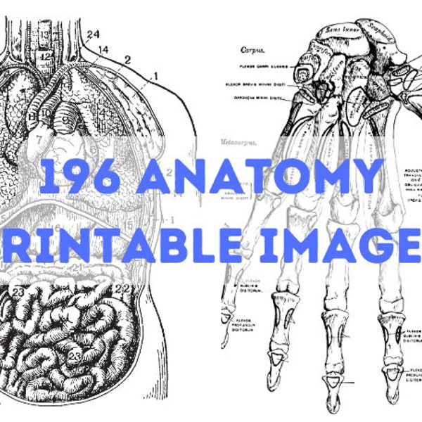 196 Diseños imprimibles digitales de anatomía - Imágenes de arte de anatomía - Póster anatómico - Descarga instantánea - Regalo para estudiantes de medicina