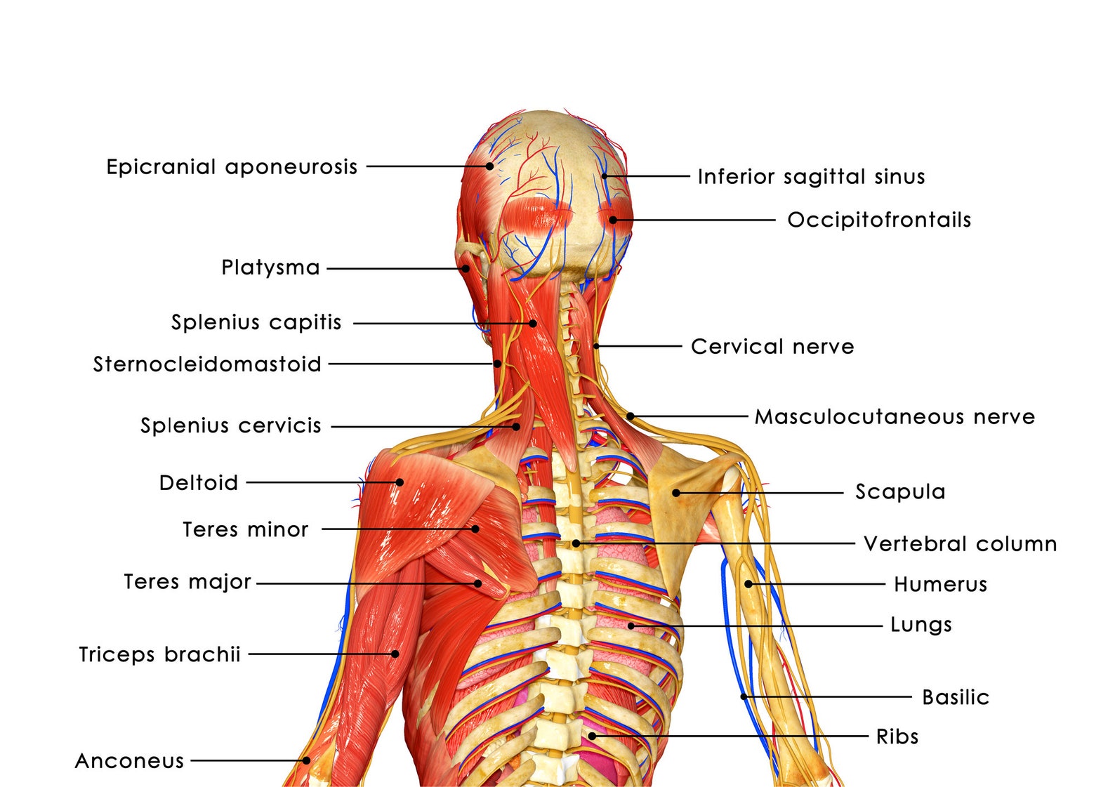 Simple Muscles Design 55 Muscles Anatomy Digital Printable Designs - Anatomy Images ...