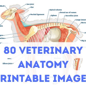 80 Veterinäranatomie Digital bedruckbare Designs - Tieranatomiebilder - Anatomisches Poster - sofortiger Download - Veterinäranatomie-Geschenk