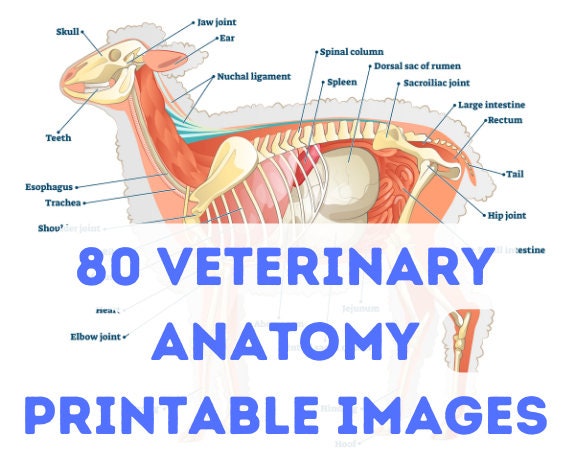 80 Veterinary Anatomy Digital Printable Designs - Animal Anatomy