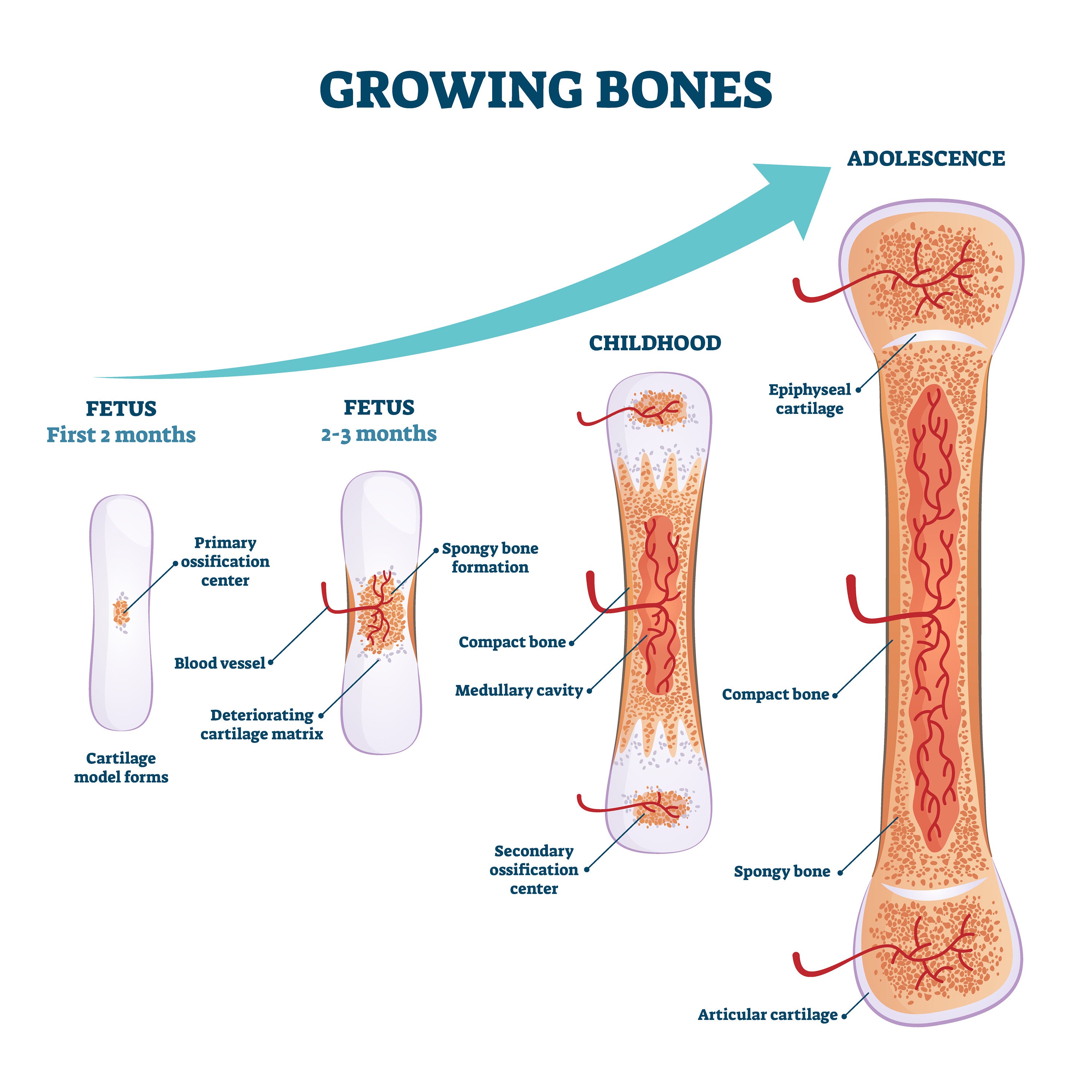 32 Skeleton Anatomy Digital Printable Designs - Human Bones Images ...