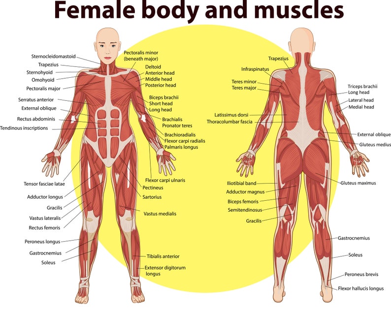55 Muscles Anatomy Digital Printable Designs - Anatomy Images ...