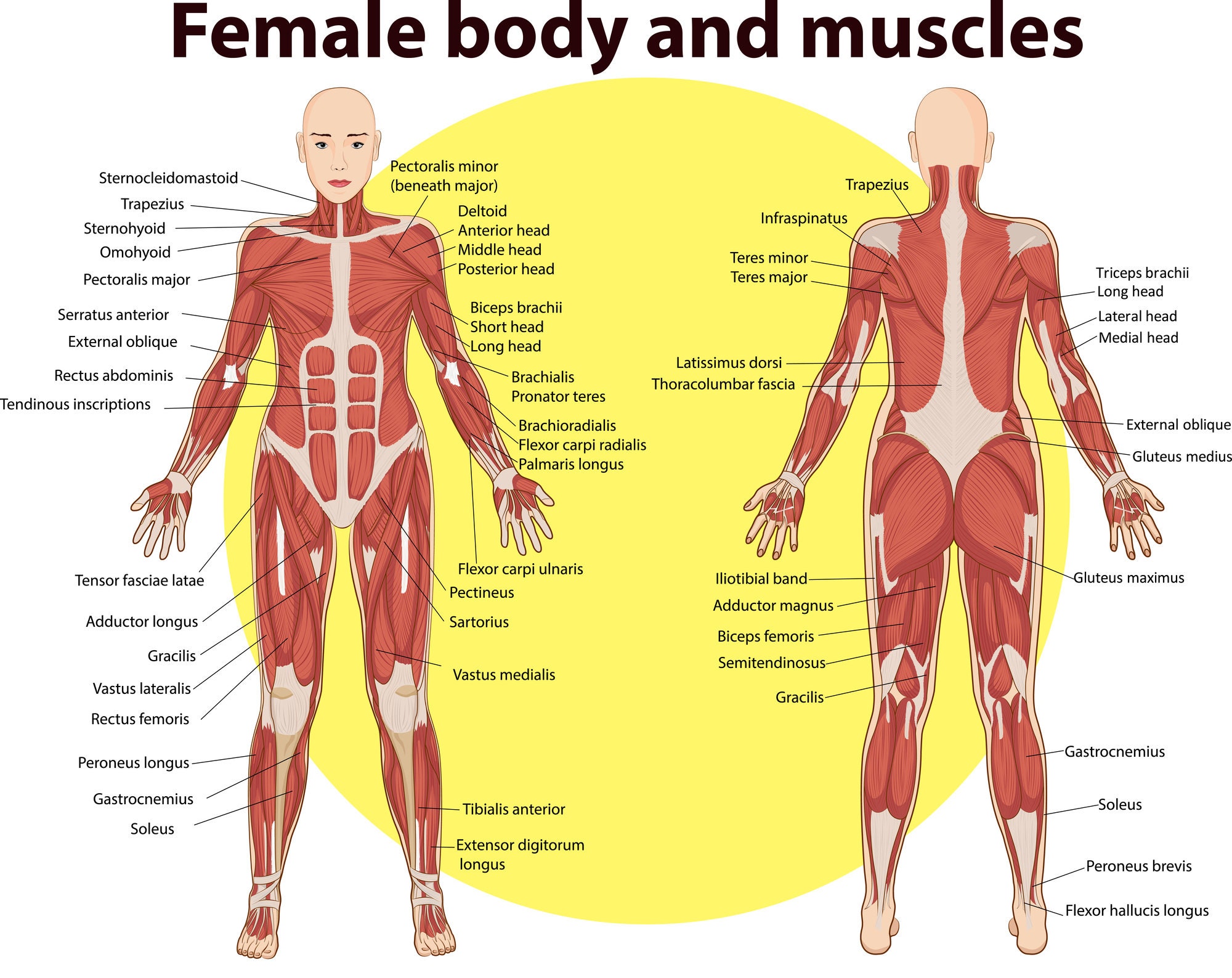 55 Muscles Anatomy Digital Printable Designs - Anatomy Images ...