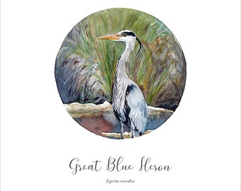 GREAT BLUE HERON Art Print / Poster Watercolor Design - Etsy