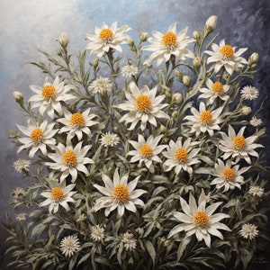 24x24 Inches Pretty Edelweiss blooms. Edelweiss Art Print. Edelweiss poster. Edelweiss canvas. Edelweiss poster. Home decor wall painting