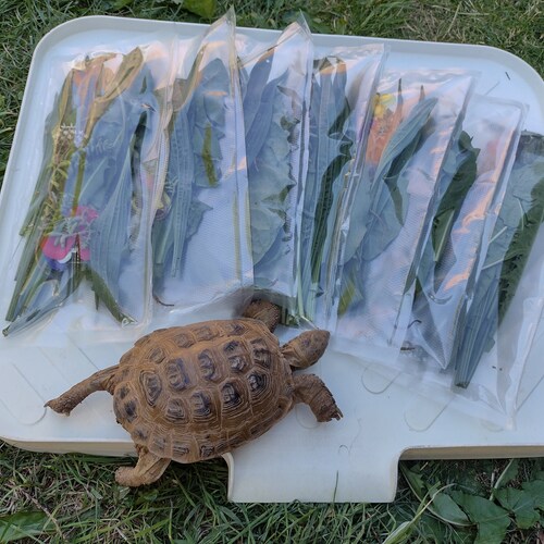Tortoise 7 Day Weekly Seasonal Food Hamper (Wild Plants and Leafy Greens)