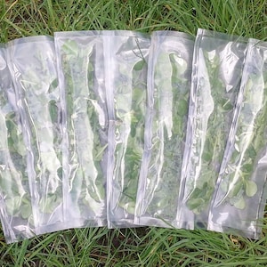 Tortoise 7 Day Essential Weekly Food Hamper (Wild Plants and Veg)