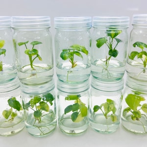 Lot 10 X Plants philodendron Goeldii variegated  Tissue Culture tc var plants plantlet Lab