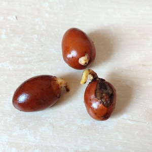 May include: Three brown seeds with small sprouts emerging from the top. The seeds are on a light brown surface.