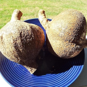 Graines de Jicama - Pachyrhizus erosus, haricot grimpant, graines de navet mexicain, pois-patate