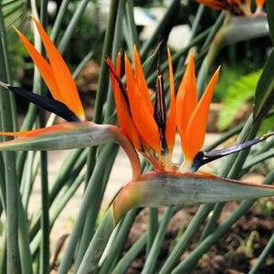 Plant d'Oiseau de Paradis - Strelitzia reginae