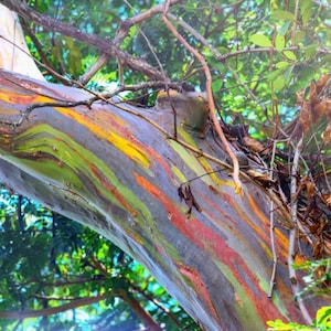 Viable seeds of Rainbow Eucalyptus or Eucalyptus deglupta
