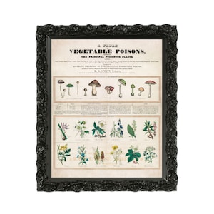 Giftige Pflanzen Poster Druck, Botanische Wandkunst, Gothic Wohndekor, Botanik, Witchy, Kräuter, Blumen, Belladonna, Poison, Vintage, Garten