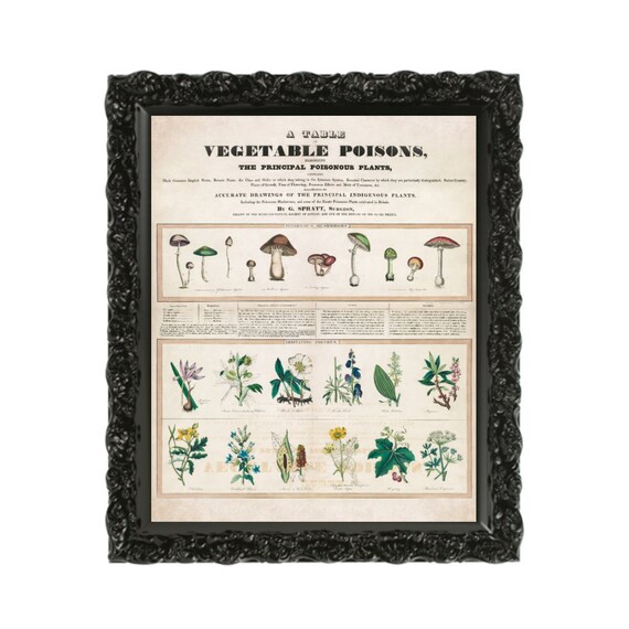 Poisonous Plants Poster Print, Botanical Wall Art, Gothic Home Decor, Botany, Witchy, Herbs, Flowers, Belladonna, Poison, Vintage, Garden