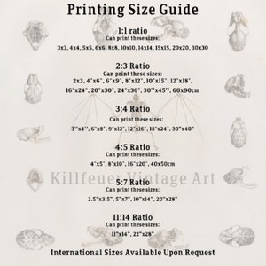 Peut inclure: Un guide des tailles d'impression de style vintage, intitul&eacute; "Printing Size Guide". Il d&eacute;taille les tailles pour diff&eacute;rents ratios (1:1, 2:3, 3:4, 4:5, 5:7, 11:14), avec des tailles en pouces et cm, et des illustrations de cr&acirc;nes.