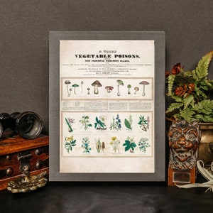 Poisonous Plants Poster Print, Botanical Wall Art, Gothic Home Decor, Botany, Witchy, Herbs, Flowers, Belladonna, Poison, Vintage, Garden image 3