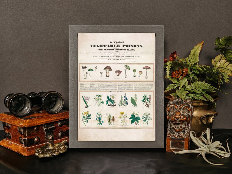 Poisonous Plants Poster Print, Botanical Wall Art, Gothic Home Decor, Botany, Witchy, Herbs, Flowers, Belladonna, Poison, Vintage, Garden image 3